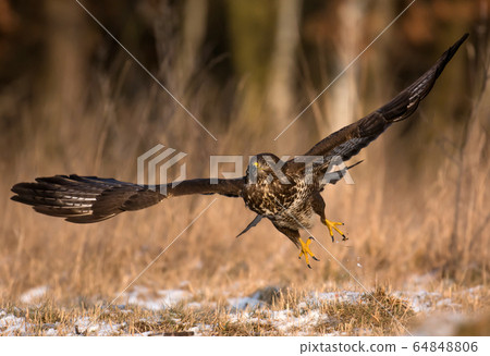 Common buzzard (Buteo buteo) Common buzzard (Buteo buteo) 64848806