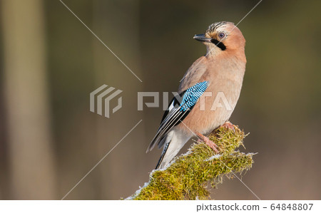 Jay bird (Garrulus glandarius) in morning sun Jay bird (Garrulus glandarius) in morning sun 64848807