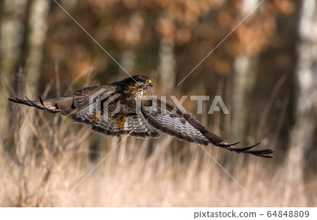 Common buzzard (Buteo buteo) 64848809