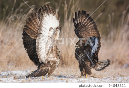 Common buzzard (Buteo buteo) Common buzzard (Buteo buteo) 64848811