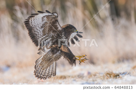 Common buzzard (Buteo buteo) 64848813
