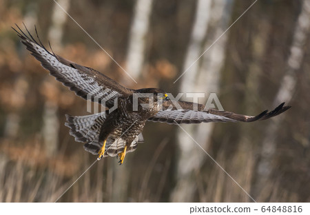 Common buzzard (Buteo buteo) 64848816