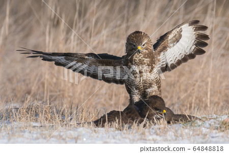 Common buzzard (Buteo buteo) 64848818