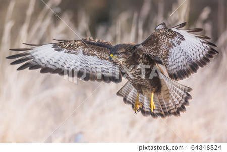 Common buzzard (Buteo buteo) 64848824