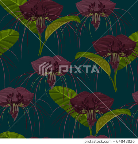 Dark purple Tacca flowers background. 64848826