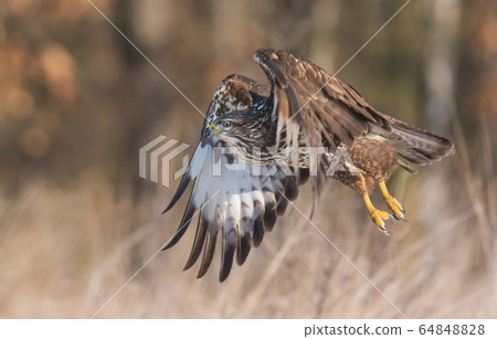 Common buzzard (Buteo buteo) 64848828