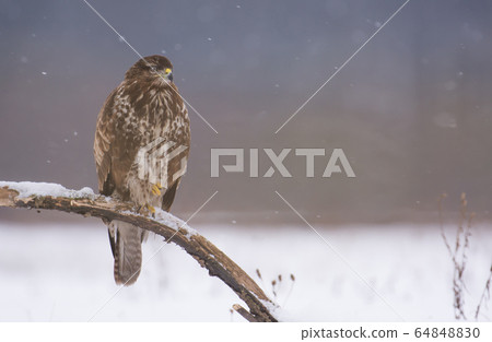 Common buzzard (Buteo buteo) Common buzzard (Buteo buteo) 64848830