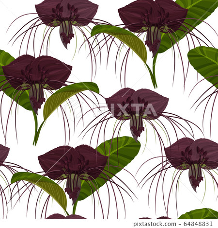 Dark purple Tacca flowers background.  64848831