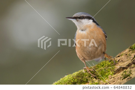 Nuthatch (Sitta europaea) Nuthatch (Sitta europaea) 64848832