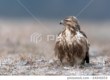 Common buzzards (Buteo buteo) 64848859