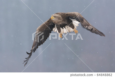 White tailed eagle (Haliaeetus albicilla) in 64848862