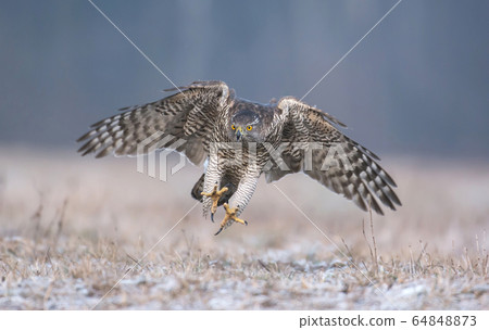 Northern goshwak (Accipiter gentilis) 64848873