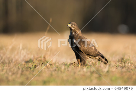 Common buzzard (Buteo buteo) 64849079