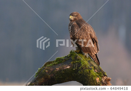 Common buzzard (Buteo buteo) Common buzzard (Buteo buteo) 64849418