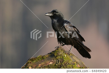 Raven (Corvus corax) 64849420