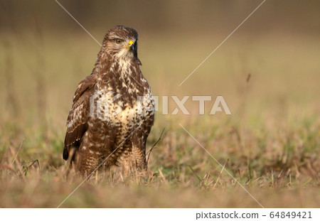 Common buzzard (Buteo buteo) 64849421