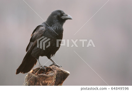 Raven (Corvus corax) Raven (Corvus corax) 64849596