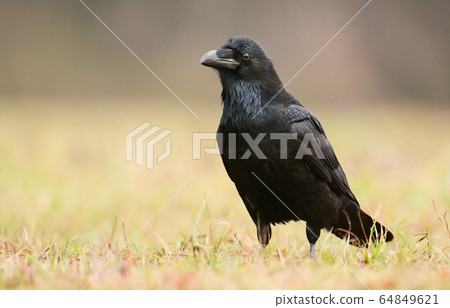 Raven (Corvus corax) 64849621