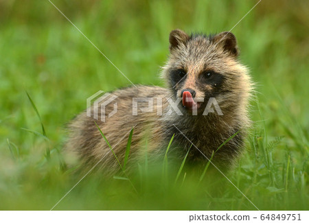 Raccoon dog Raccoon dog 64849751