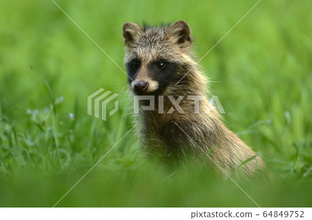 Raccoon dog Raccoon dog 64849752