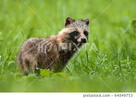 Raccoon dog Raccoon dog 64849753