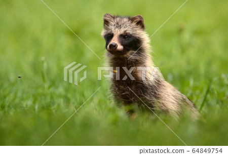 Raccoon dog Raccoon dog 64849754