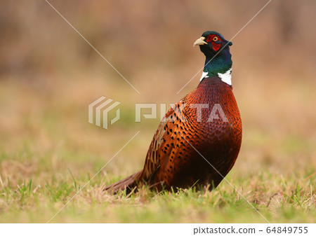 Ringneck Pheasant (Phasianus colchicus) 64849755