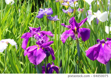 鳶尾花 鳶尾花 64850075