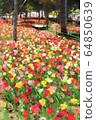 Flower fields of tulips in Odaiba and Symbol Promenade Park (March) Koto Ward, Tokyo 64850639