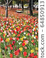 Flower fields of tulips in Odaiba and Symbol Promenade Park (March) Koto Ward, Tokyo 64850913