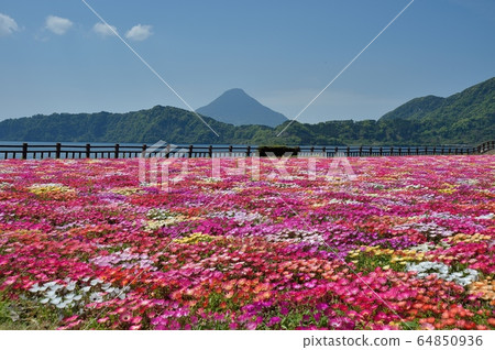 Livingstone Daisy 64850936