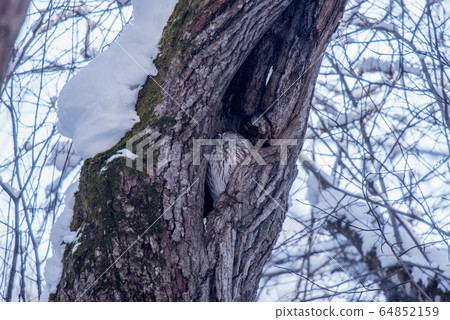 Ezo貓頭鷹關閉 64852159