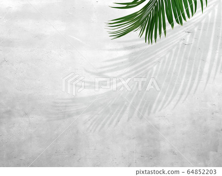 背景牆室內植物 64852203