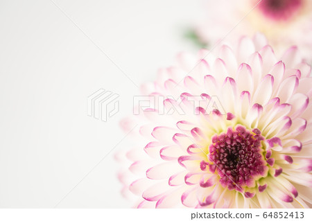 Spray mum macro photography 64852413