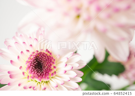 Spray mum macro photography 64852415