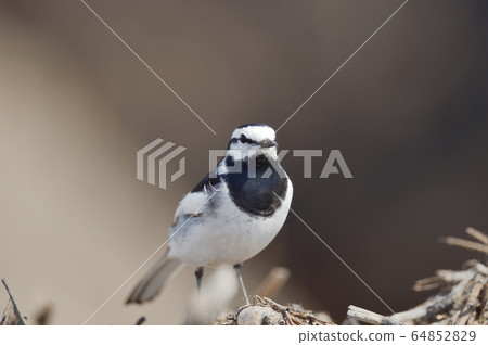 Hakusekirei Hakusekirei 64852829