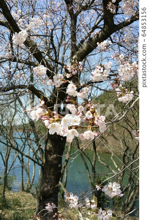 Cherry blossom background 64853156