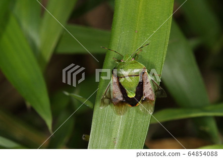 活生生的昆蟲Chabanea臭蟲，張開翅膀。上翼分為皮革和薄膜，下翼從側面看 64854088
