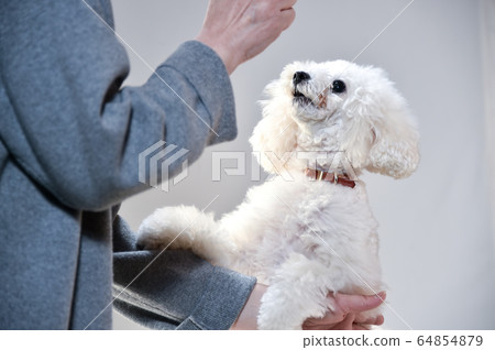 玩具貴賓犬肖像 64854879