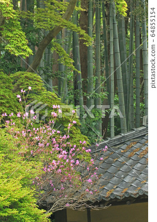 竹林蜂蜜杜鵑花 64855154