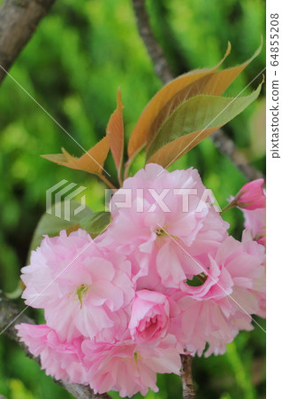 Double cherry blossoms 64855208