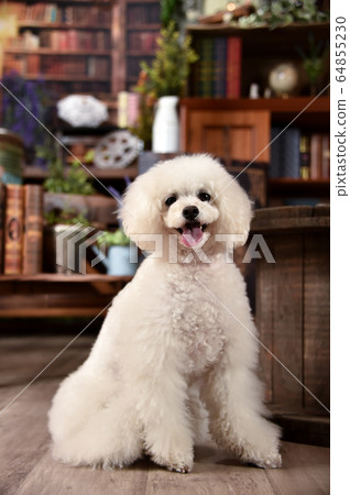 Toy poodle on a vintage background Toy poodle on a vintage background 64855230