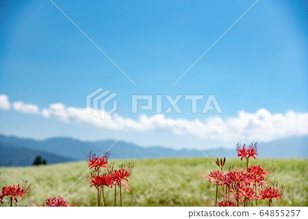 Gifu Prefecture Nakatsugawa City Kabano-ko Nature Park Soba Flower Festival Red Manju Shaka Gifu Prefecture Nakatsugawa City Kabano-ko Nature Park Soba Flower Festival Red Manju Shaka 64855257
