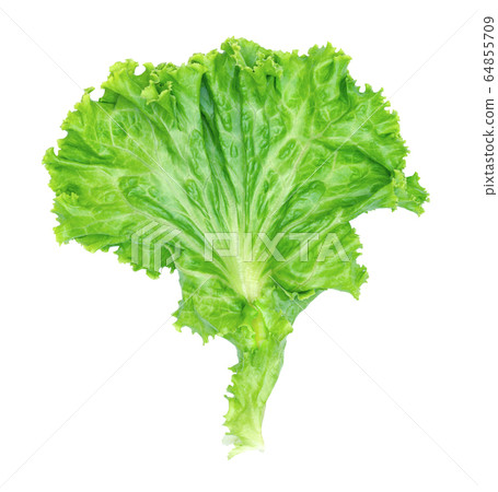 green lettuce leaves isolated on white 64855709