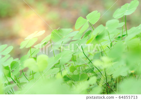 Closeup green leaves on blur background,nature 64855713