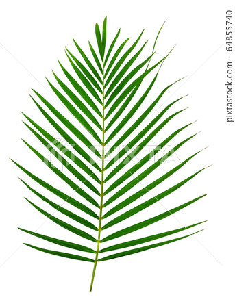 Green leaves pattern,leaf palm tree isolated on Green leaves pattern,leaf palm tree isolated on 64855740