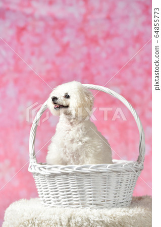 Sakura and Toy Poodle Sakura and Toy Poodle 64855773
