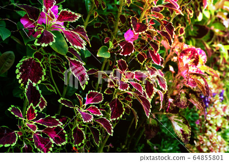 colorful leaves pattern,leaf coleus or painted colorful leaves pattern,leaf coleus or painted 64855801