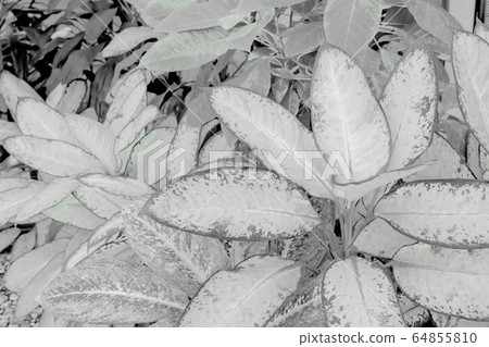 Black and white leaves pattern of Dumb Cane 64855810
