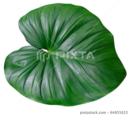 Green leaves pattern,leaf homalomena rubescens Green leaves pattern,leaf homalomena rubescens 64855815